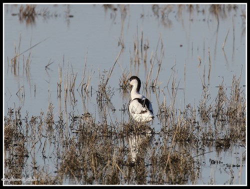 Avocette élégante